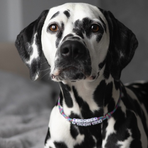 Adresówka dla psa z linki paracord – fioletowa, Rainbow Purple