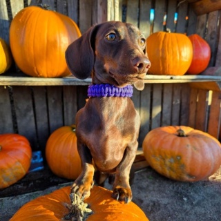 Obroża pleciona dla psa z linki paracord – fioletowa, Violet