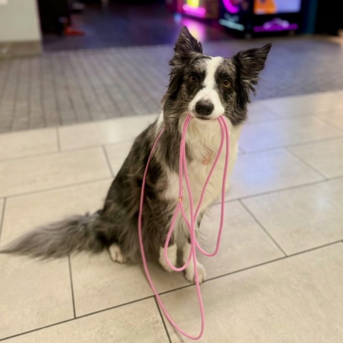 Smycz linowa miejska dla psa (mini i standard) – różowa, Rose Pink