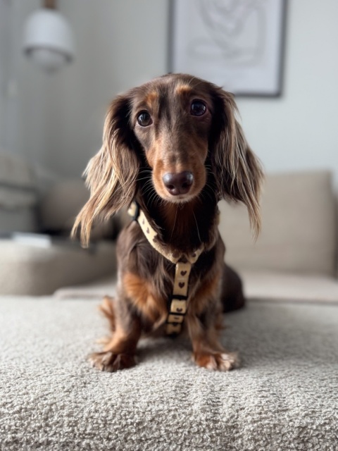 Szelki guard dla psa w serduszka, kremowe, personalizowane – Psiamore