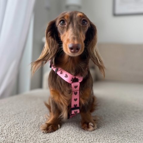 Szelki guard dla psa w serduszka, różowe, personalizowane – Psiamore