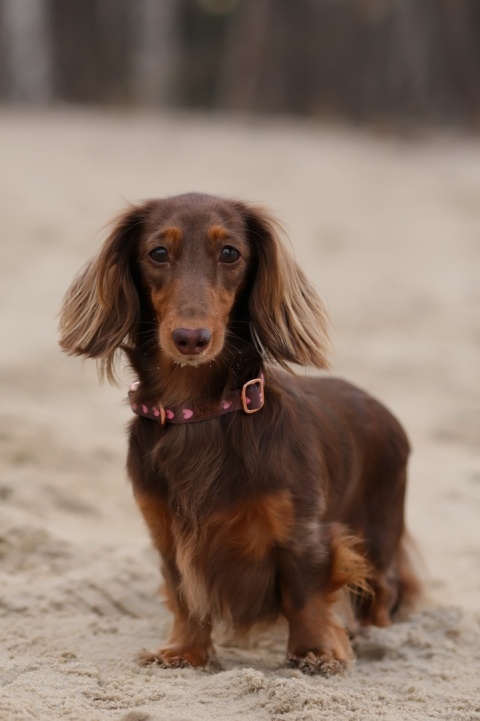 Obroża dla psa w serduszka, brązowa, regulowana z klamrą – Psiamore