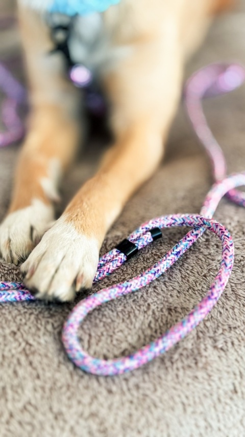 Smycz linowa miejska dla psa (standard / strong) – wielokolorowa, Cotton Candy