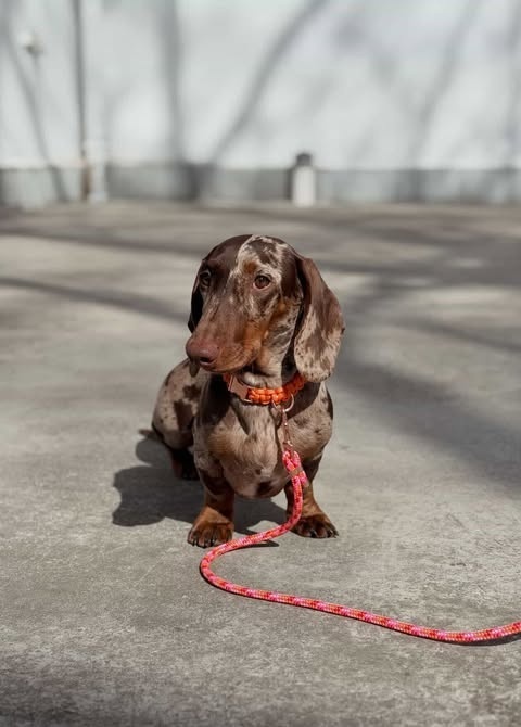 Smycz linowa miejska dla psa (standard / strong) – wielokorowa, Peachy Pink