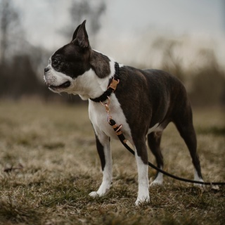 Smycz linowa przepinana dla psa – czarna, Black Moon