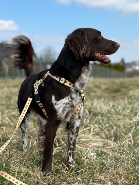 Smycz miejska dla psa w serduszka, personalizowana, kremowa – Psiamore