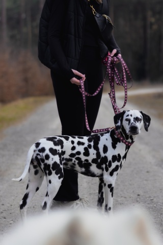 Smycz przepinana dla psa w serduszka, brązowa, personalizowana – Psiamore