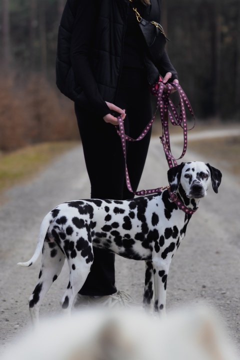 Smycz przepinana dla psa w serduszka, brązowa, personalizowana – Psiamore