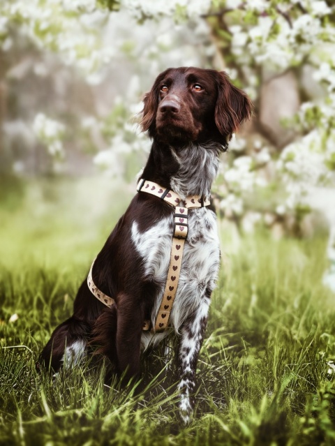 Szelki guard dla psa w serduszka, kremowe, personalizowane – Psiamore