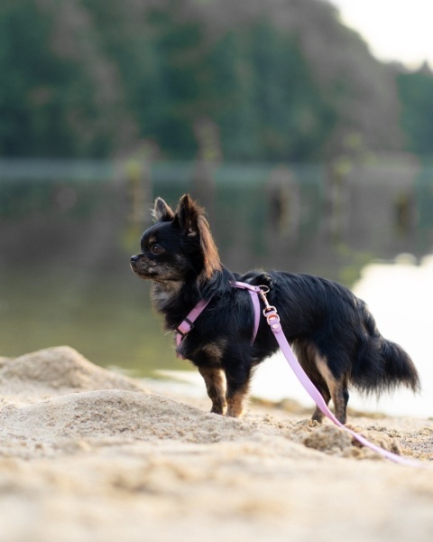 Szelki guard wodoodporne dla psa, brudny róż, regulowane TPU – Dusty Pink (16mm, 20mm, 25mm)